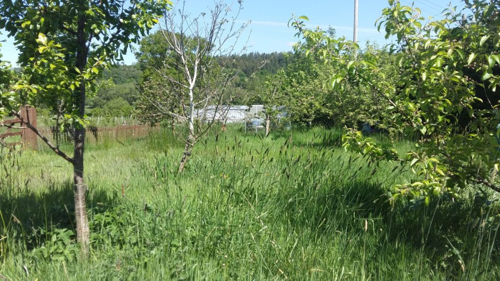 long grass in orchard